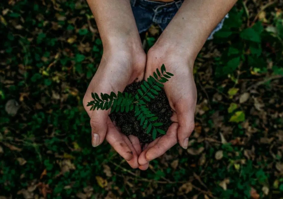 hands cupping a small plant in soil