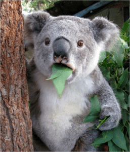 Surprised Koala