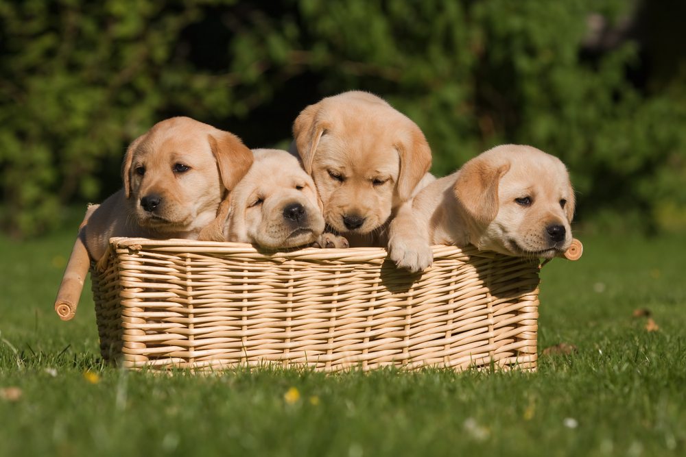 free-puppies-wordpress