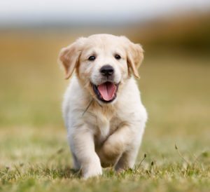 WordPress.com = renting a puppy; WordPress.org = owning a puppy
