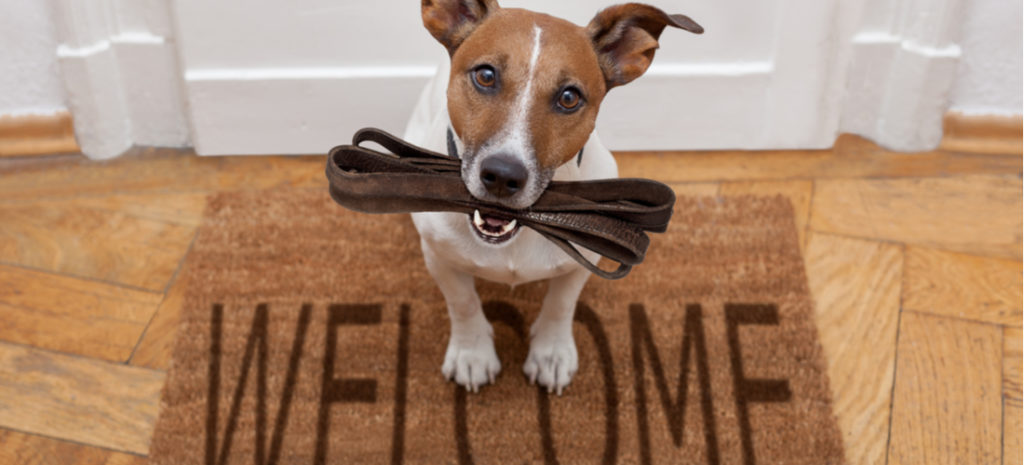 Photo of a brown and white dog holding a leash on a welcome mat