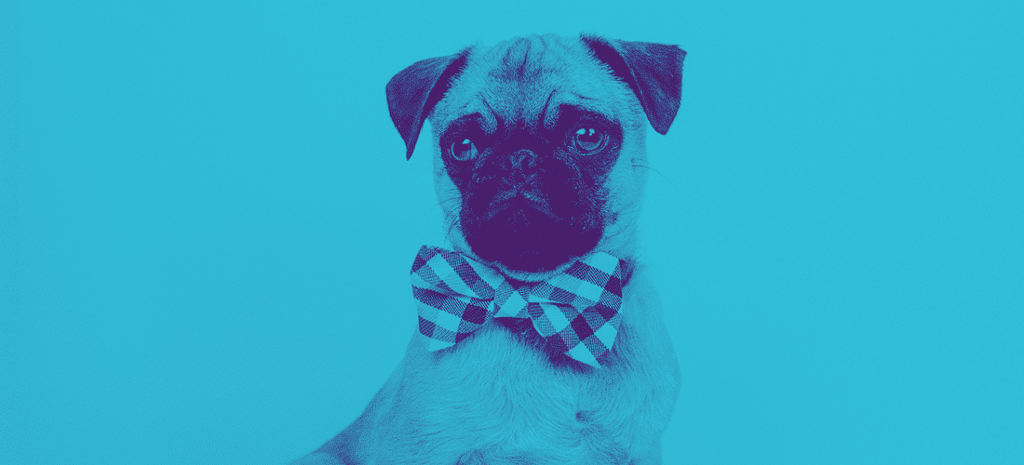 Duotone image of a pug