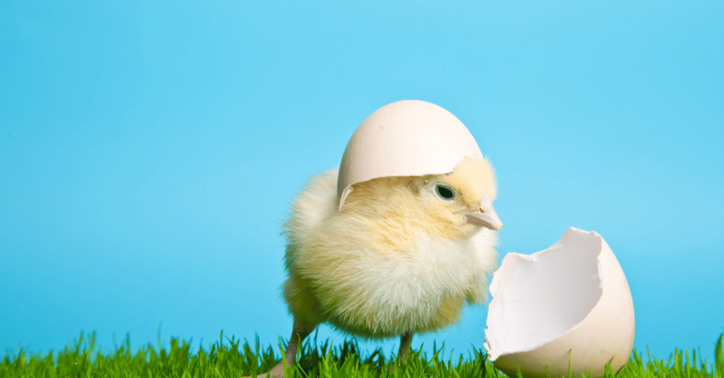 image shows a yellow chick with shell on its head in front of a blue background