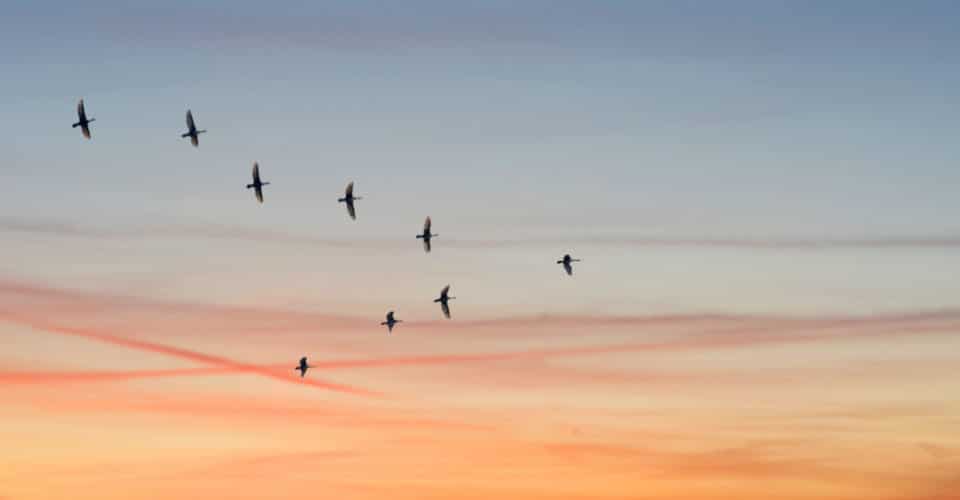 birds flying in V formation