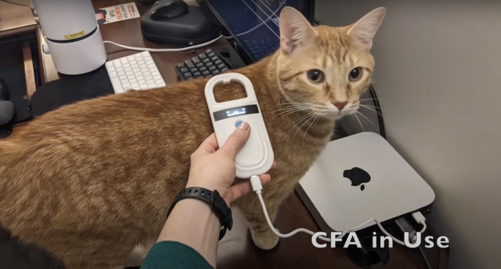 image of test cat trying the cat authentication device created by Christine Seeman and Courtney Sims