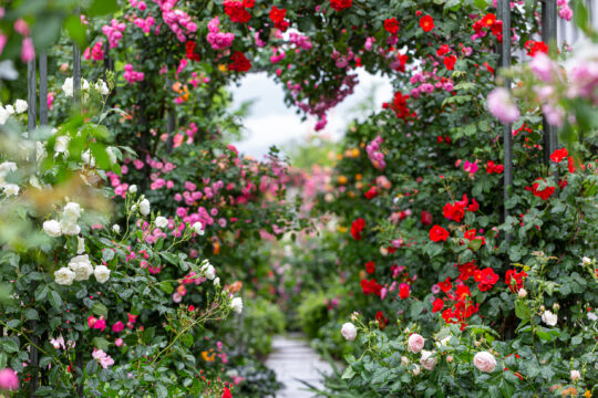 A rose garden