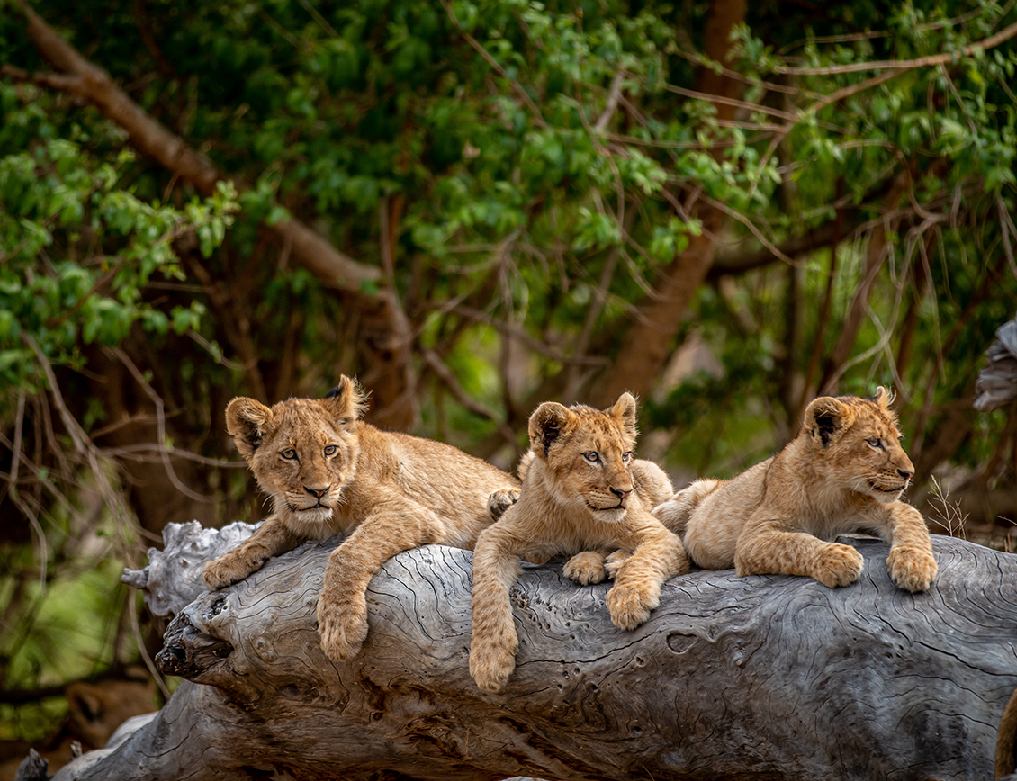 StrategiQ - David Shepherd Wildlife Foundation case study: Three lion cubs share a view from a rock.