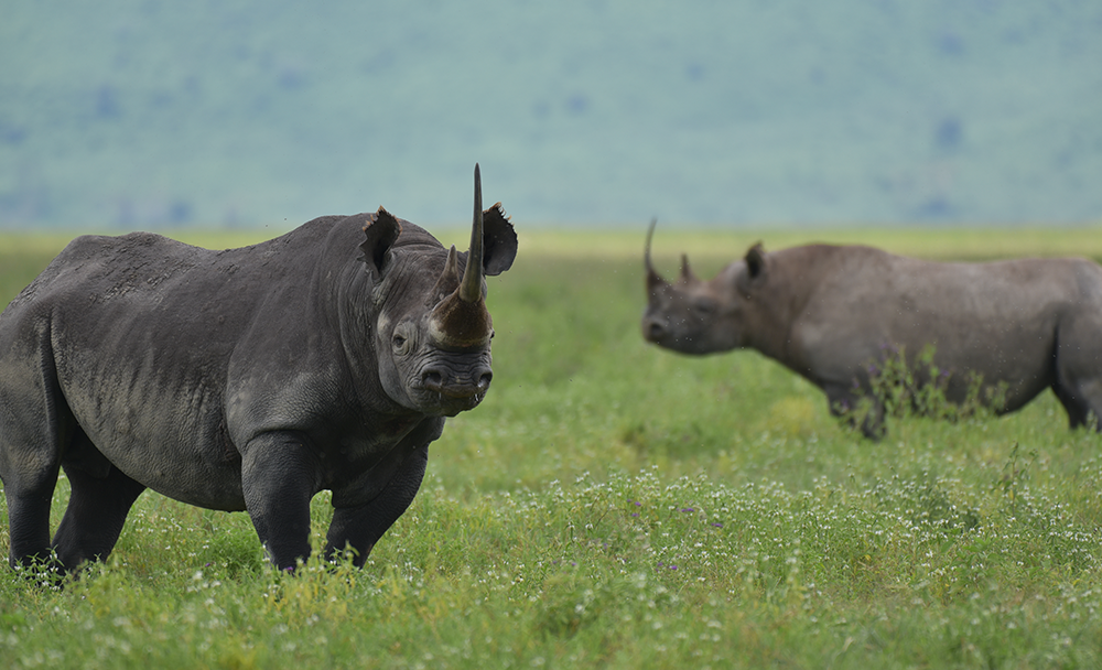 StrategiQ - David Shepherd Wildlife Foundation case study: A pair of black rhinos.