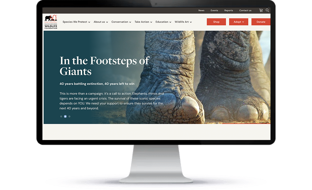 StrategiQ - David Shepherd Wildlife Foundation case study: The DSWF homepage.